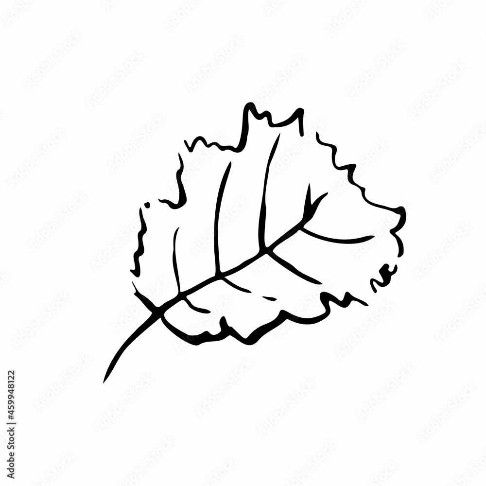 Autumn sketch outline leaf. Hand-drawn line textured herb on white background. Doodle graphic plant image. Nature, gardening, forest, fall sign. Carved inked leaf. Vector botanical season illustration