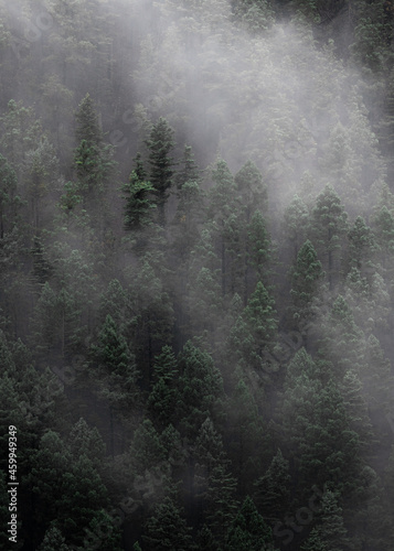 Misty Foggy Forest © Barron Photos