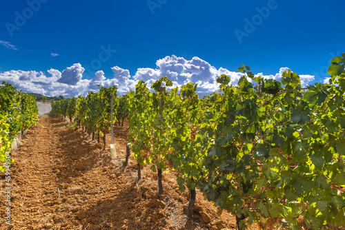 vineyard on September, Italy, Piemonte, Gavi, best white wine