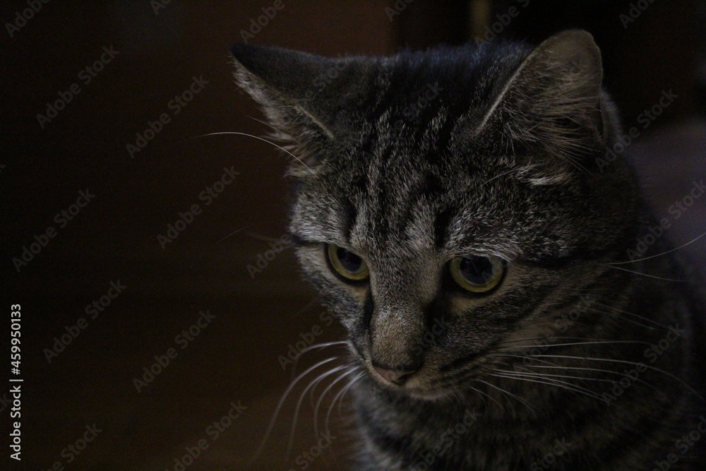 portrait of a cat portrait of a cat