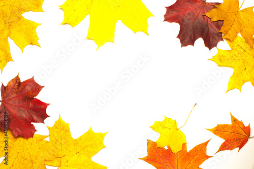Colorful frame with fallen maple leaves on the white background