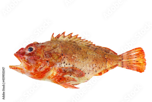 Single fresh raw red scorpionfish isolated on white background photo