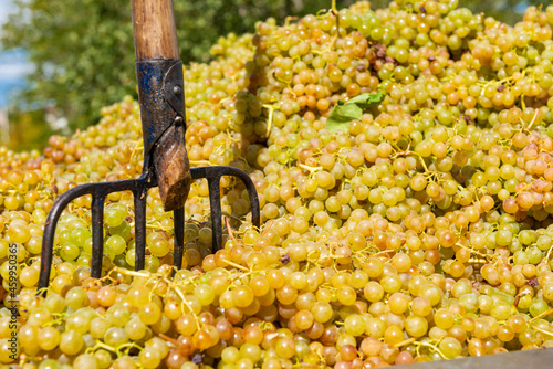 vineyard on September, Italy, Piemonte, Gavi, best white wine