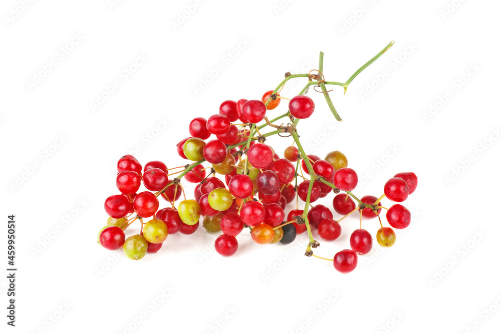 Smilax isolated on a white background. Smilax isolated on a white background.