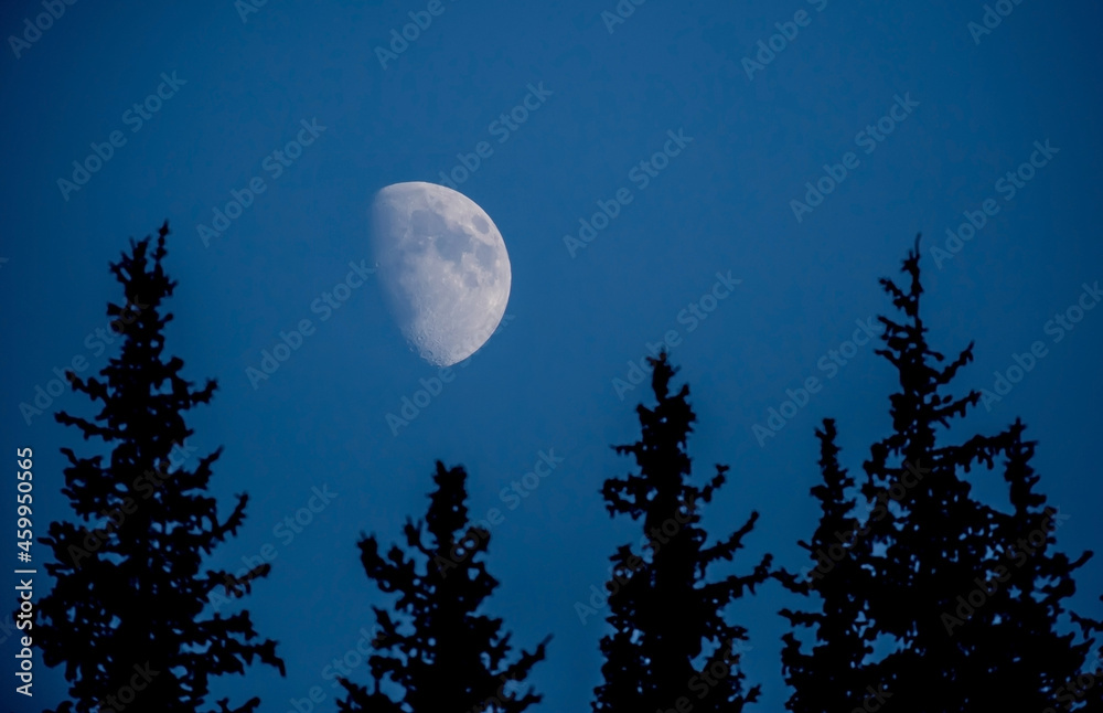 Naklejka premium mystical night moon background stars against a background of coniferous forest