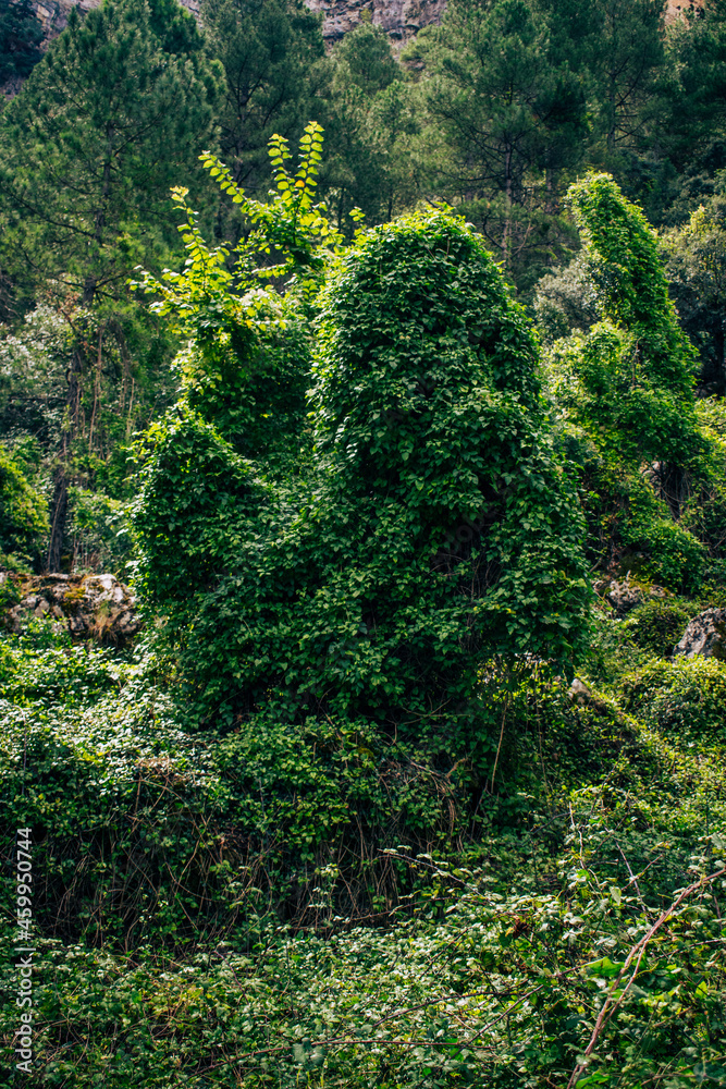 Fototapeta premium Conjunto de vegetación, enredaderas, helechos, sobre un árbol, cubriendo un árbol, en la ruta al nacimiento del rio mundo