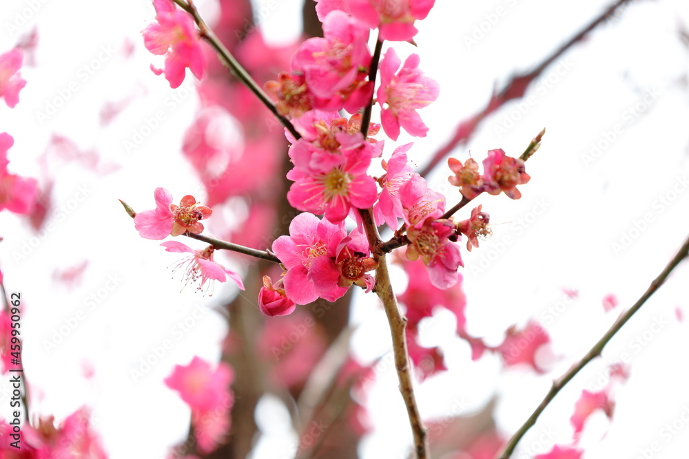 花 花