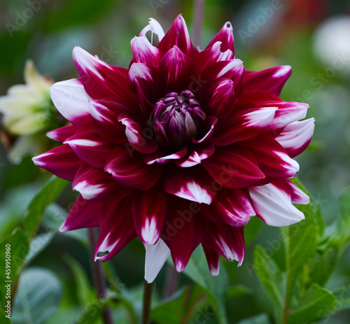 Dahlia