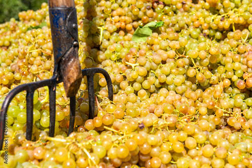 vineyard on September, Italy, Piemonte, Gavi, best white wine