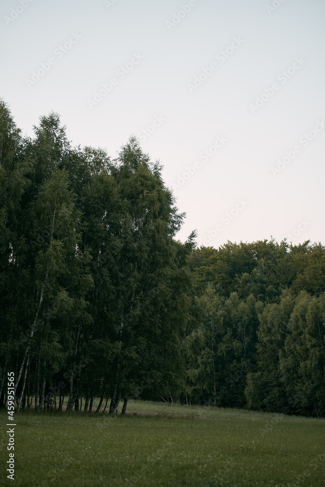 Obraz premium Peaceful landscape of the grass leading to the distant forest. Green season in the countryside in the north of Poland.