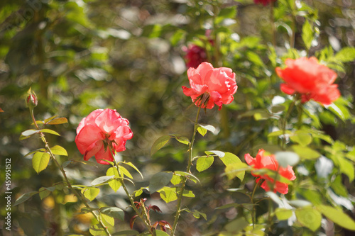 Pink roses is blooming in the autumn garden