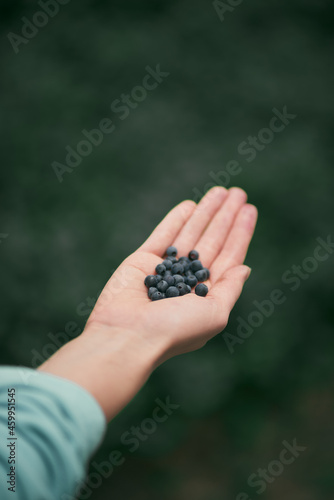 Hand is holding blueberry during the outdoor hike. Woman is giving a fresh and healthy berry