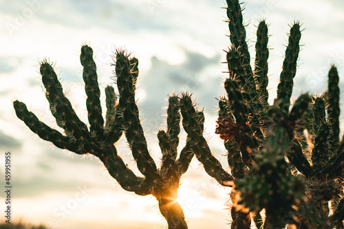 Cane Cholla Cactus at Sunset photo
