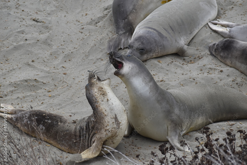 Elephant Seals