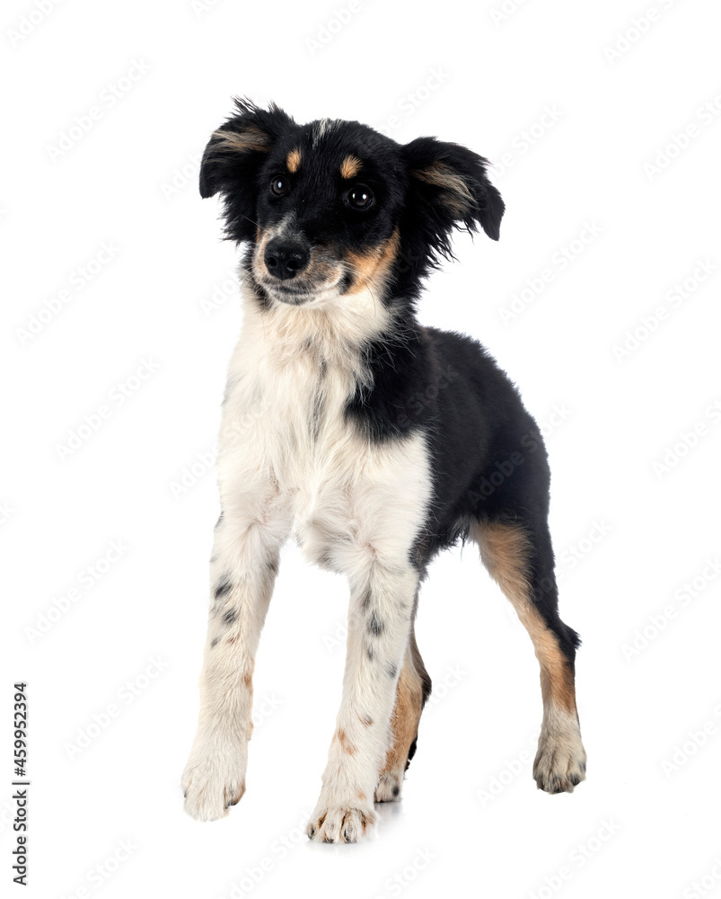 Miniature American Shepherd