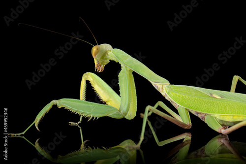 Mantis ordinary or mantis religious, isolated on black background