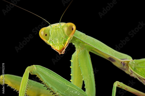 Foto Mantis ordinary or mantis religious, isolated on black background