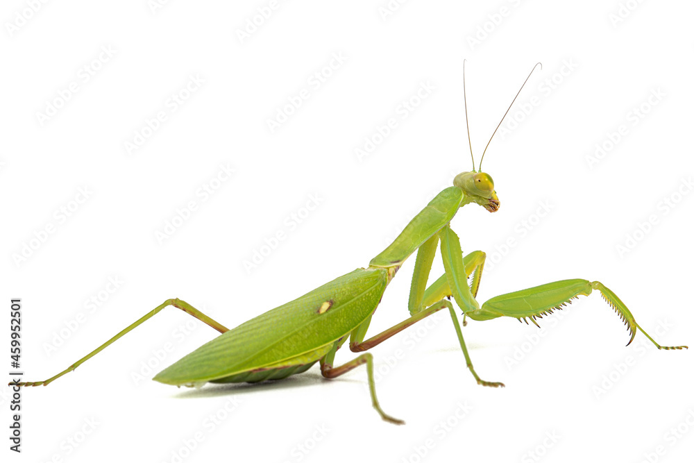 Mantis ordinary or mantis religious, isolated on white background Mantis ordinary or mantis religious, isolated on white background