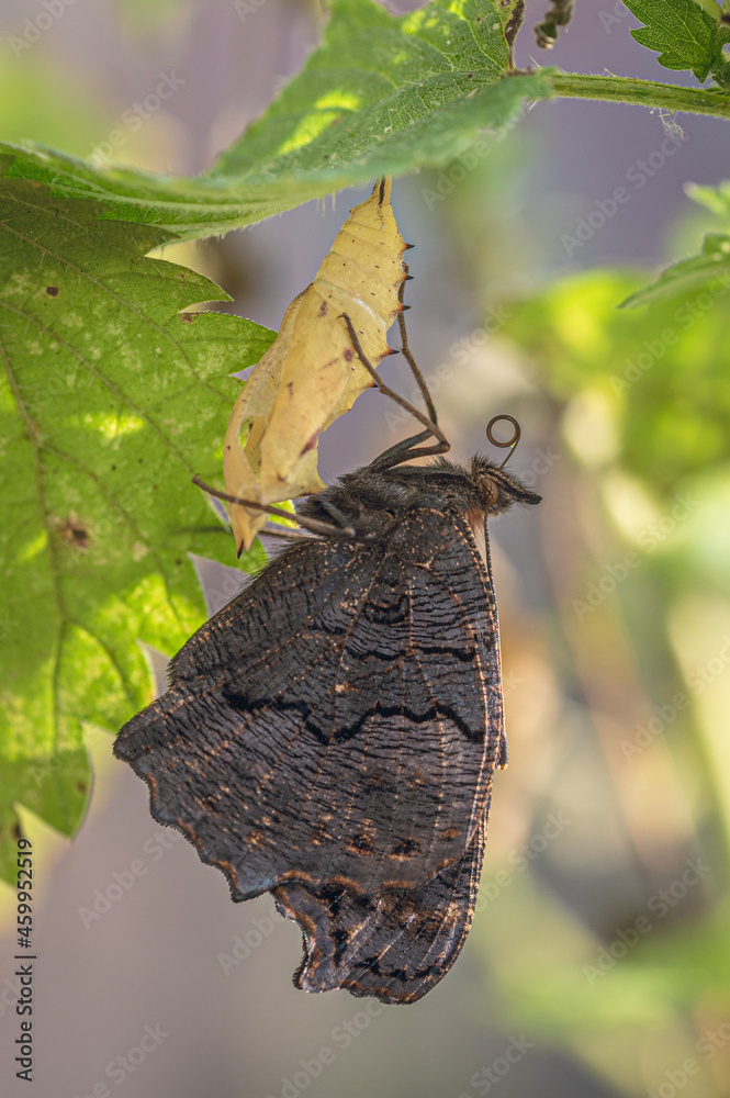Obraz premium Peacock butterfly after eclosion, hanging upside down to dry out and straighten wings and rolling proboscis