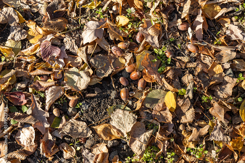 Beautiful texture of dry brown and yellow autumn oak leaves and acorns is in the park
