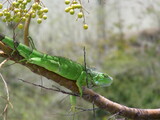 Vibrant green iguana in tropical tree