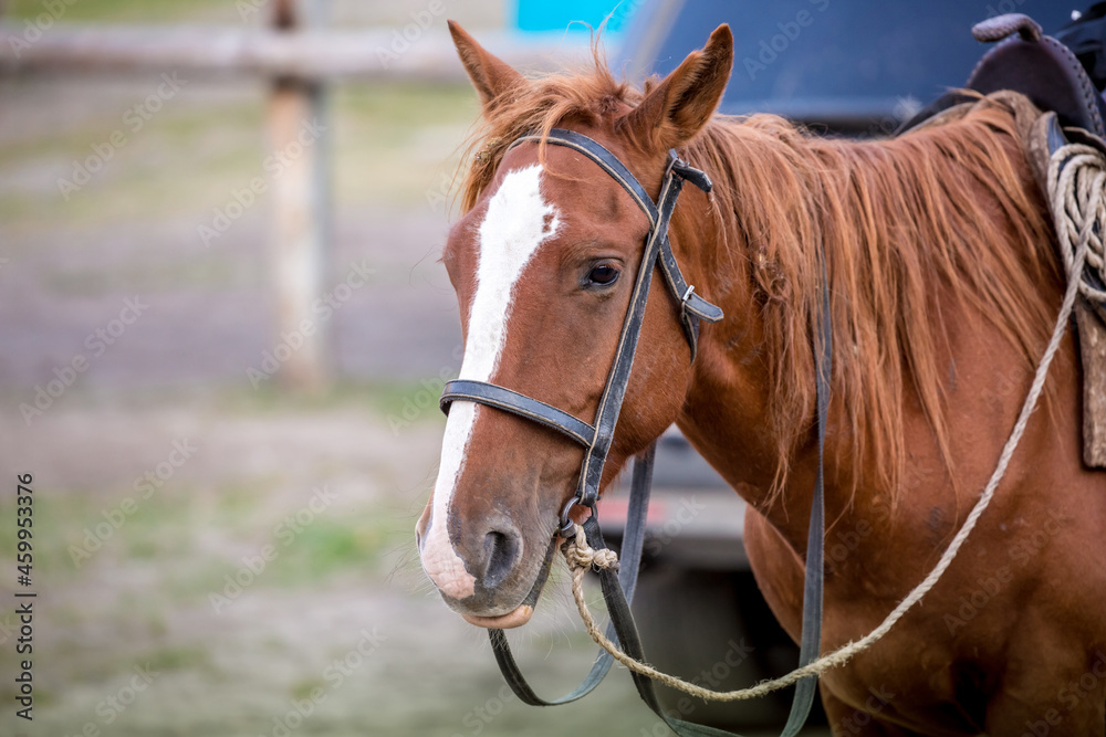 Horses are large. Harnessed and saddled, the horses are tied to a stall in a green meadow. Horseback riding. Against the background of the mountains. Horses are large. Harnessed and saddled, the horses are tied to a stall in a green meadow. Horseback riding. Against the background of the mountains.