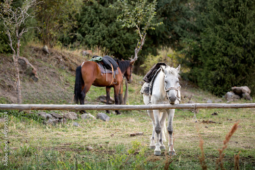 Horses are large. Harnessed and saddled, the horses are tied to a stall in a green meadow. Horseback riding. Against the background of the mountains.