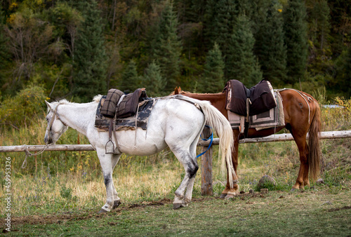 Horses are large. Harnessed and saddled, the horses are tied to a stall in a green meadow. Horseback riding. Against the background of the mountains.