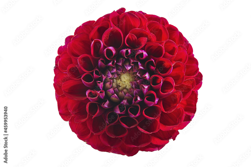 Beautiful red dahlia close-up white background. Beautiful red dahlia close-up white background.