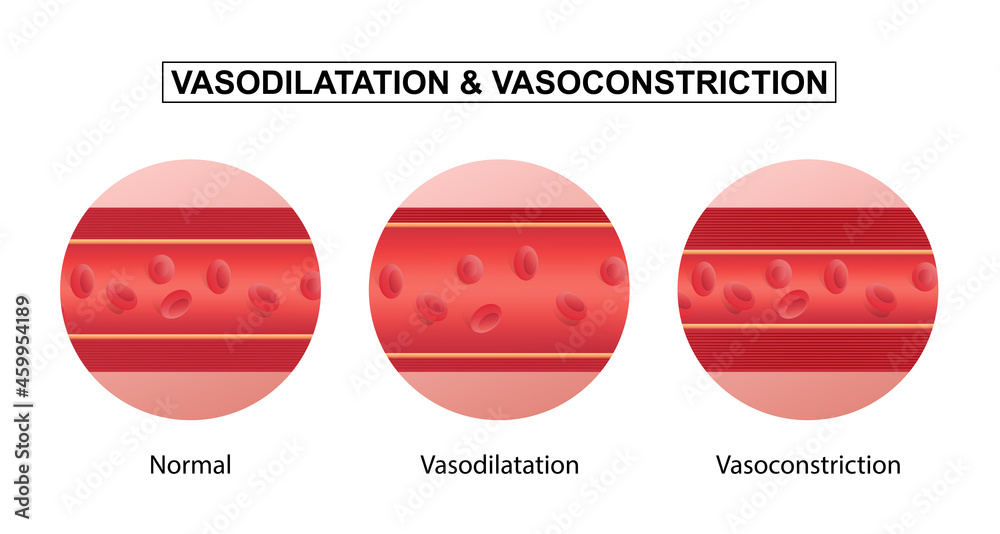 Vasodilation and vasoconstriction. comparison of Blood vessels. Stock