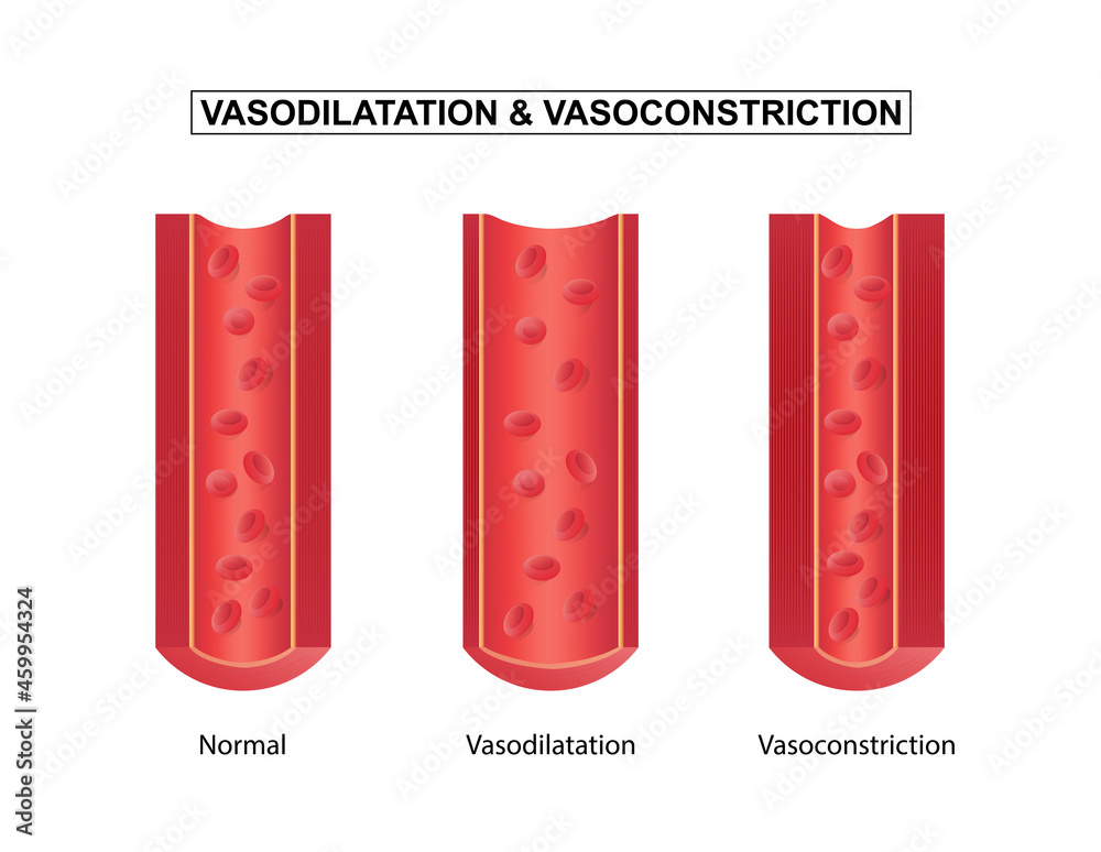 Vasodilation and vasoconstriction. comparison of Blood vessels. Stock Vector Adobe Stock