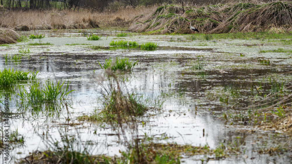 A stork passing around the water of a drained and overgrown pond.