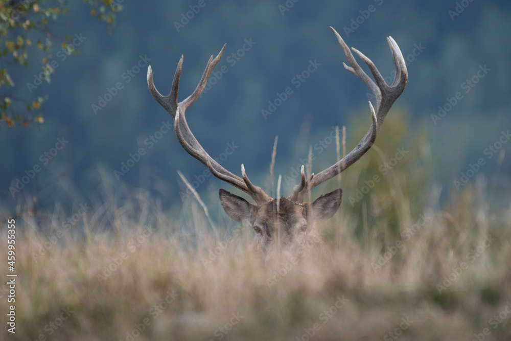 A large male deer stag(Cervus elaphus) emerges from a clearing in the high mountains and, seeing me, stops, unable to hide the magnificence of its antlers. Italian Alps