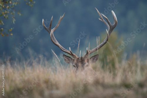 Obraz na płótnie A large male deer stag(Cervus elaphus) emerges from a clearing in the high mountains and, seeing me, stops, unable to hide the magnificence of its antlers. Italian Alps w salonie