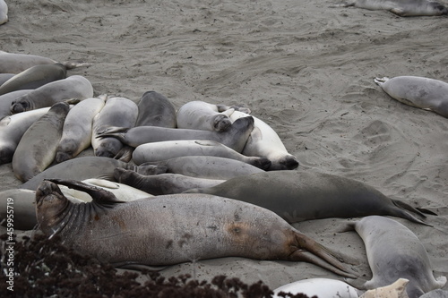 Elephant Seals of San Simeon  California