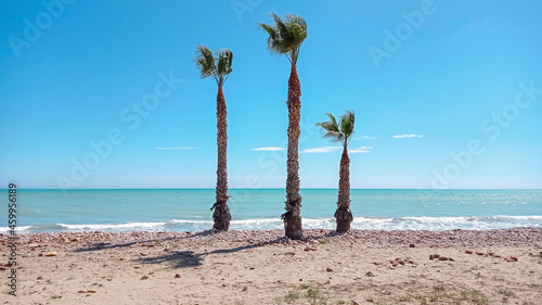 Foto beach with three palm trees