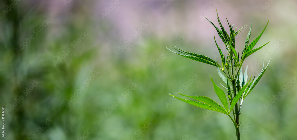 Cannabis plantation in the Chui valley. Bushes of cannabis by a stern plan. Leaves of narcotic plants for the manufacture of anasha. Hemp. marijuana Cannabis plantation in the Chui valley. Bushes of cannabis by a stern plan. Leaves of narcotic plants for the manufacture of anasha. Hemp. marijuana