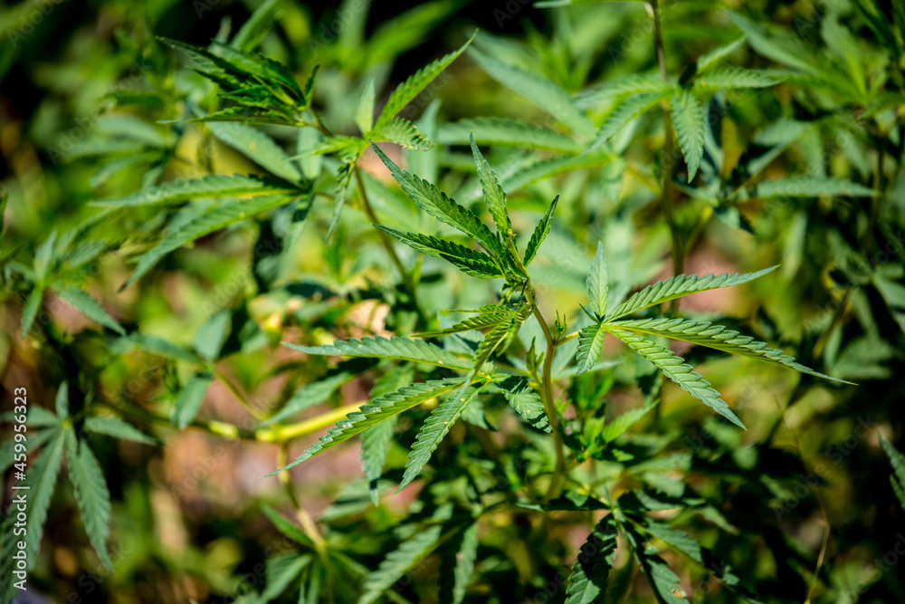 Cannabis plantation in the Chui valley. Bushes of cannabis by a stern plan. Leaves of narcotic plants for the manufacture of anasha. Hemp. marijuana Cannabis plantation in the Chui valley. Bushes of cannabis by a stern plan. Leaves of narcotic plants for the manufacture of anasha. Hemp. marijuana