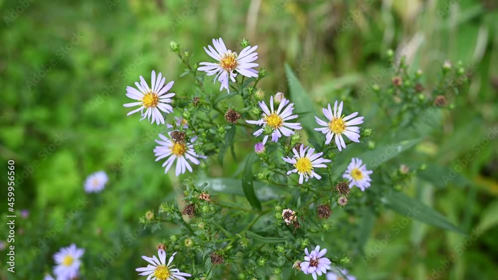 Alpine aster lilac flowers in the garden. Video with a static camera. High quality 4k footage Alpine aster lilac flowers in the garden. Video with a static camera. High quality 4k footage