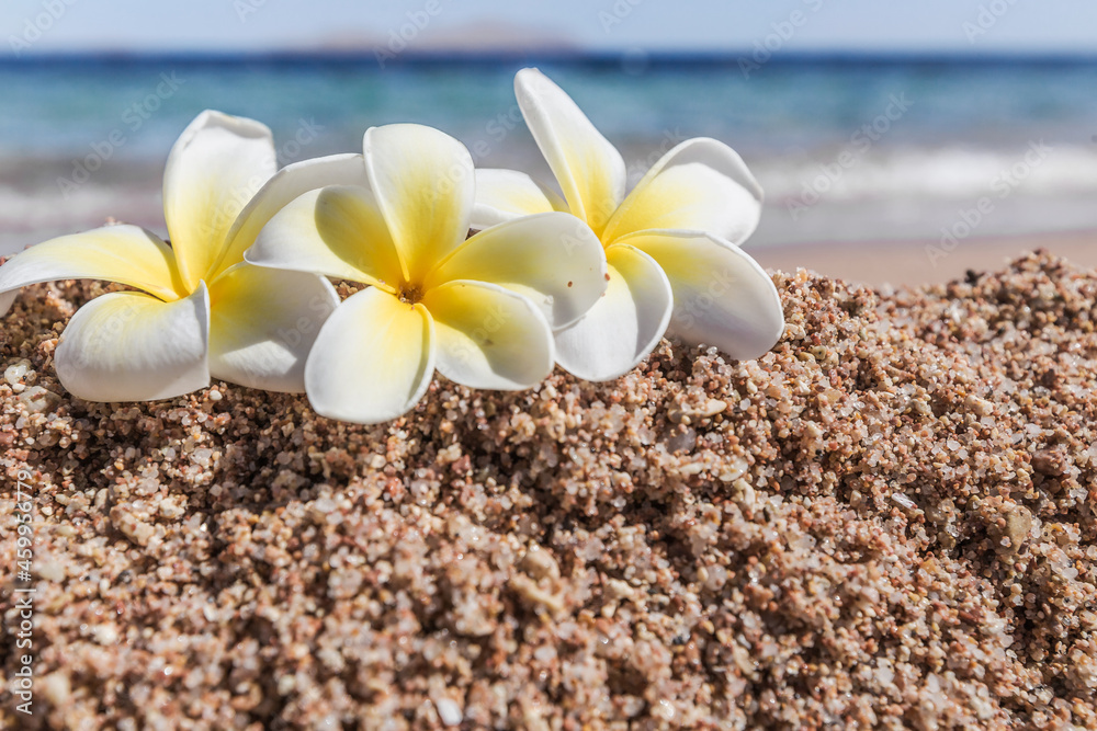 Plumeria flower Plumeria flower