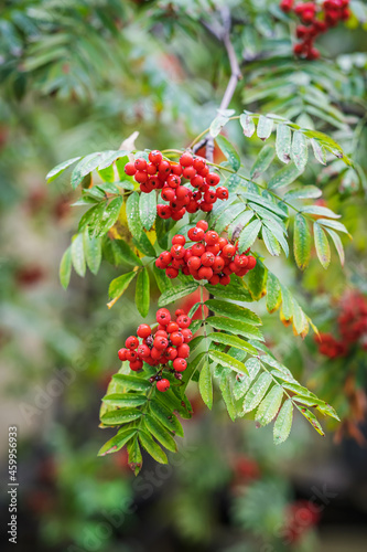 Natural colorful autumn background of wild rowan berry and green foliage closeup