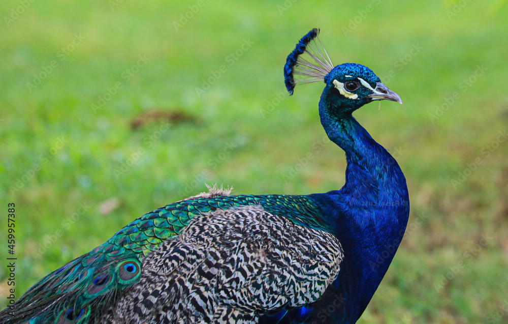 Fototapeta premium peacock with feathers