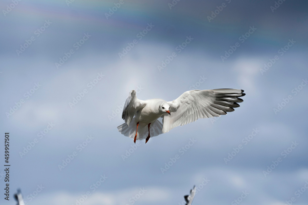 Fototapeta premium seagull in flight