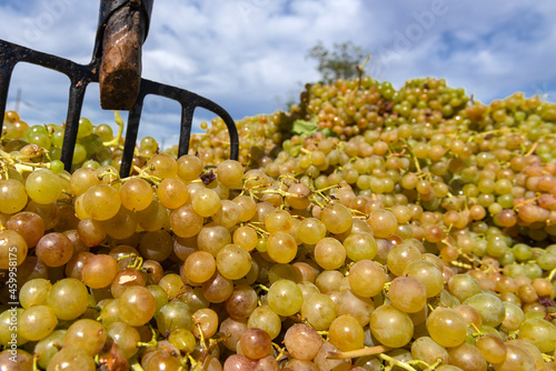 vineyard on September, Italy, Piemonte, Gavi, best white wine