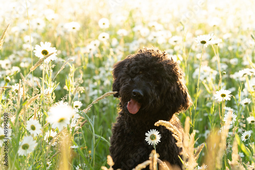 Young  brown labradoodle puppy in a sunny field of daisy flowers photo