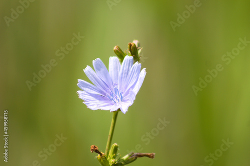 Common chicory in bloom closeup view with green blurry background