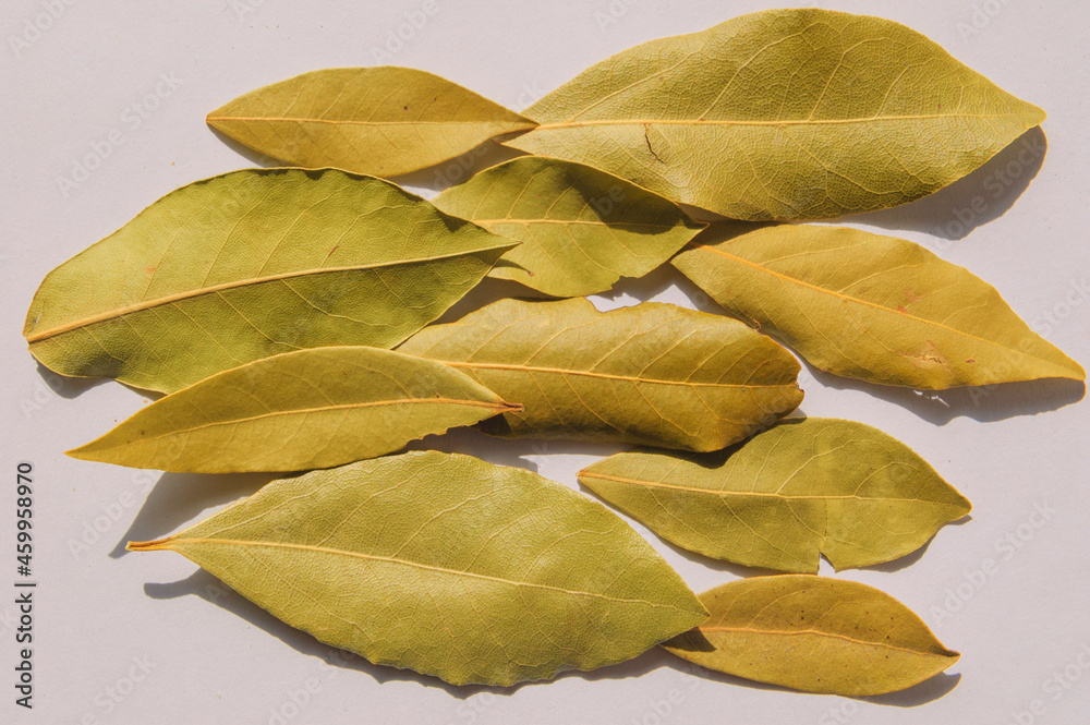 Dry laurel leaves isolated for seasoning