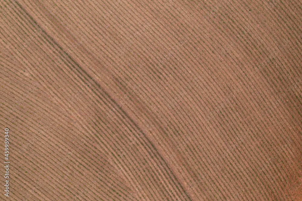 newly planted cane field seen from above - drone view newly planted cane field seen from above - drone view