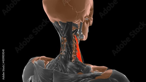 Scalenus medius Muscle Anatomy For Medical Concept 3D photo