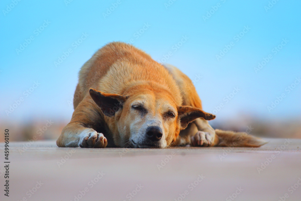 Simply lying Indian country dog (Indian Pariah dog) on the street. Sleeping dog. Simply lying Indian country dog (Indian Pariah dog) on the street. Sleeping dog.